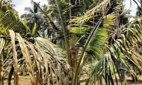 60 ஏக்கர் தென்னை மரங்களில் நோய் தாக்குதல்