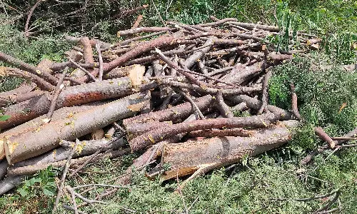 அரசு நிலத்தில் டன் கணக்கில் மரங்களை வெட்டி கடத்த முயன்றவருக்கு ரூ.20 ஆயிரம் அபராதம்