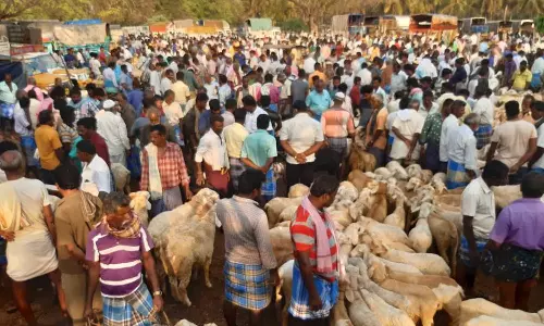 கிருஷ்ணகிரி-குந்தாரப்பள்ளி வார சந்தையில் தீபாவளியையொட்டி ரூ.7 கோடிக்கு ஆடுகள் விற்பனை