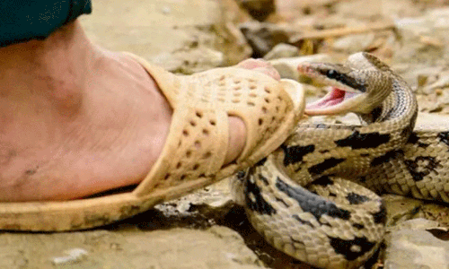 பாம்பு கடித்து தொழிலாளி சாவு