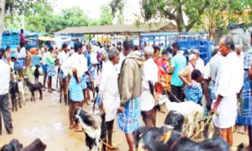 தீபாவளி சிறப்பு ஆட்டுச் சந்தை