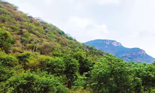 மேற்கு தொடர்ச்சி மலைப்பகுதியில் மழை பசுமையாக மாறிய ஆனைமலை வனப்பகுதி