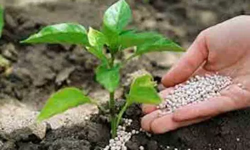பயிர்களின்  மகசூல் அதிகரிக்க மானிய விலையில் நுண்ணூட்ட உரங்கள் - விவசாயிகள் வாங்கி பயன்பெற வேண்டுகோள்