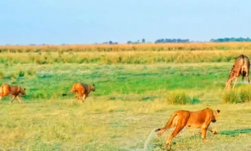 20 சிங்கங்களுடன் சண்டை போட்ட ஒட்டகச்சிவிங்கி