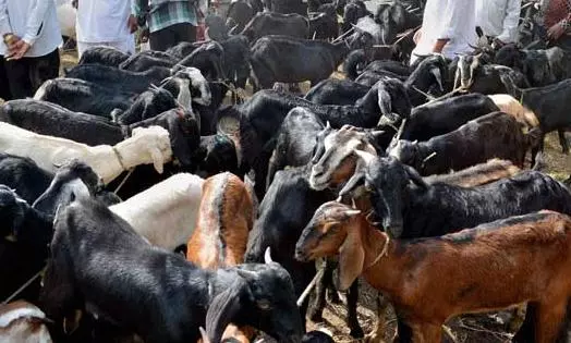 புதுக்கோட்டை சந்தையில் ரூ.2 கோடிக்கு ஆடுகள் விற்பனை புதுக்கோட்டை சந்தையில் ரூ.2 கோடிக்கு ஆடுகள் விற்பனை