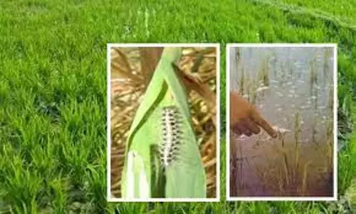 நெல் சாகுபடியில் இலைசுருட்டு புழு தாக்குதல்