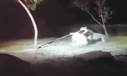 சிறுத்தை ஊருக்குள் நுழைந்து 5 ஆடுகளை குதறியது