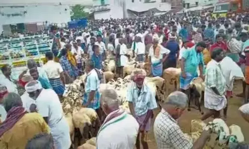 வீரகனூரில் கால்நடை சந்தையில்தீபாவளி பண்டிகையை முன்னிட்டு ரூ.3 கோடிக்கு ஆடுகள் விற்பனை