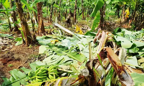 கூடலூர் அருகே வாழை ேதாட்டங்களுக்குள் புகுந்து யானைகள் அட்டகாசம்