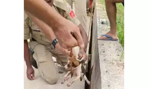 பாலத்தின் இடுக்கில் சிக்கி உயிருக்கு போராடிய நாய்குட்டி