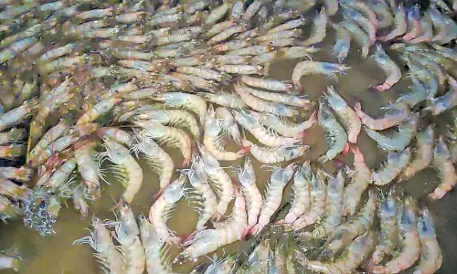 குட்டையில் செத்து மிதந்த இறால்கள்