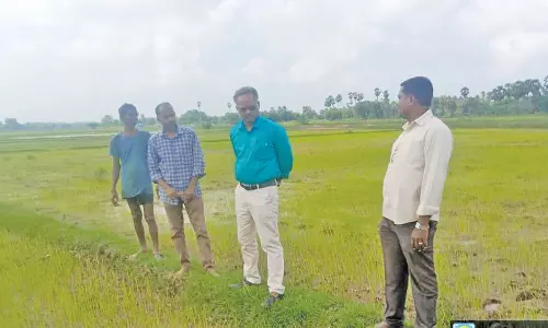 புழு தாக்குதலை கட்டுப்படுத்த விவசாயிகளுக்கு வேளாண் அதிகாரி அறிவுரை
