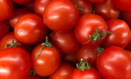 தொடர் மழையால் அழுகும் தக்காளி பழங்கள்