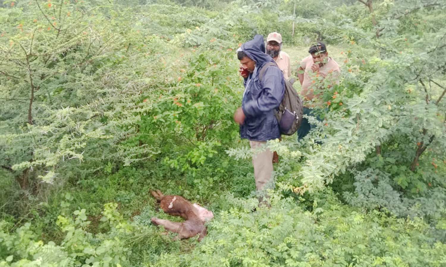 கம்பம் மெட்டு மலையடிவாரத்தில் சிறுத்தை வேட்டையாடியதில் கடமான் பலி? பொதுமக்கள் பீதி