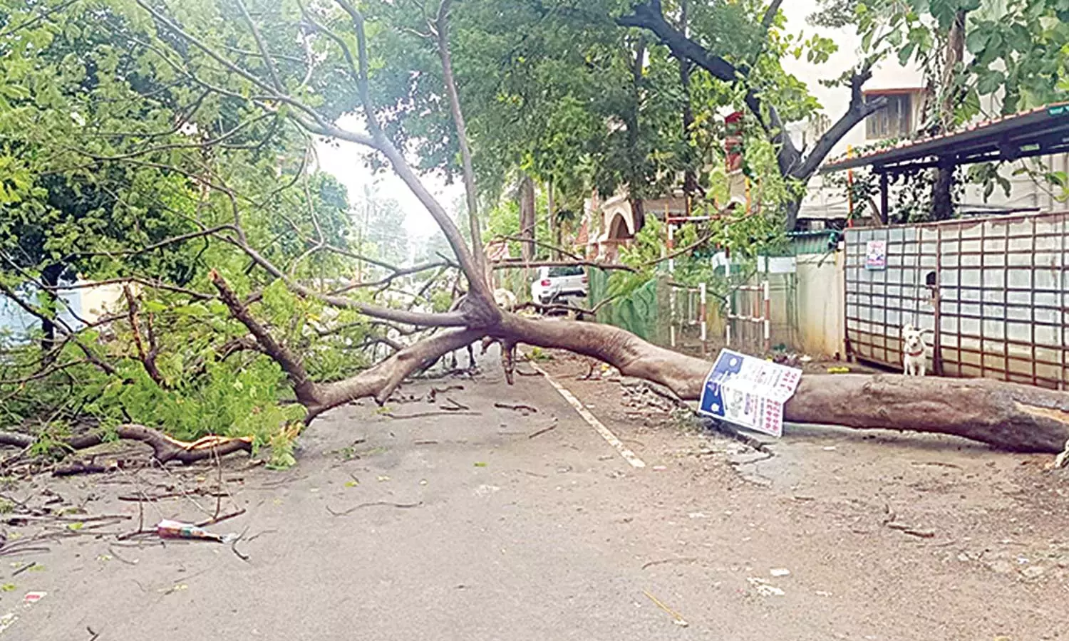 பலத்த காற்றுடன் பெய்த மழையால் தஞ்சை சீனிவாசபுரம் ராஜராஜ சோழன் நகரில் உதிய மரம் வேரோடு சாய்ந்து சாலையில் விழுந்து  கிடப்பதை காணலாம்.