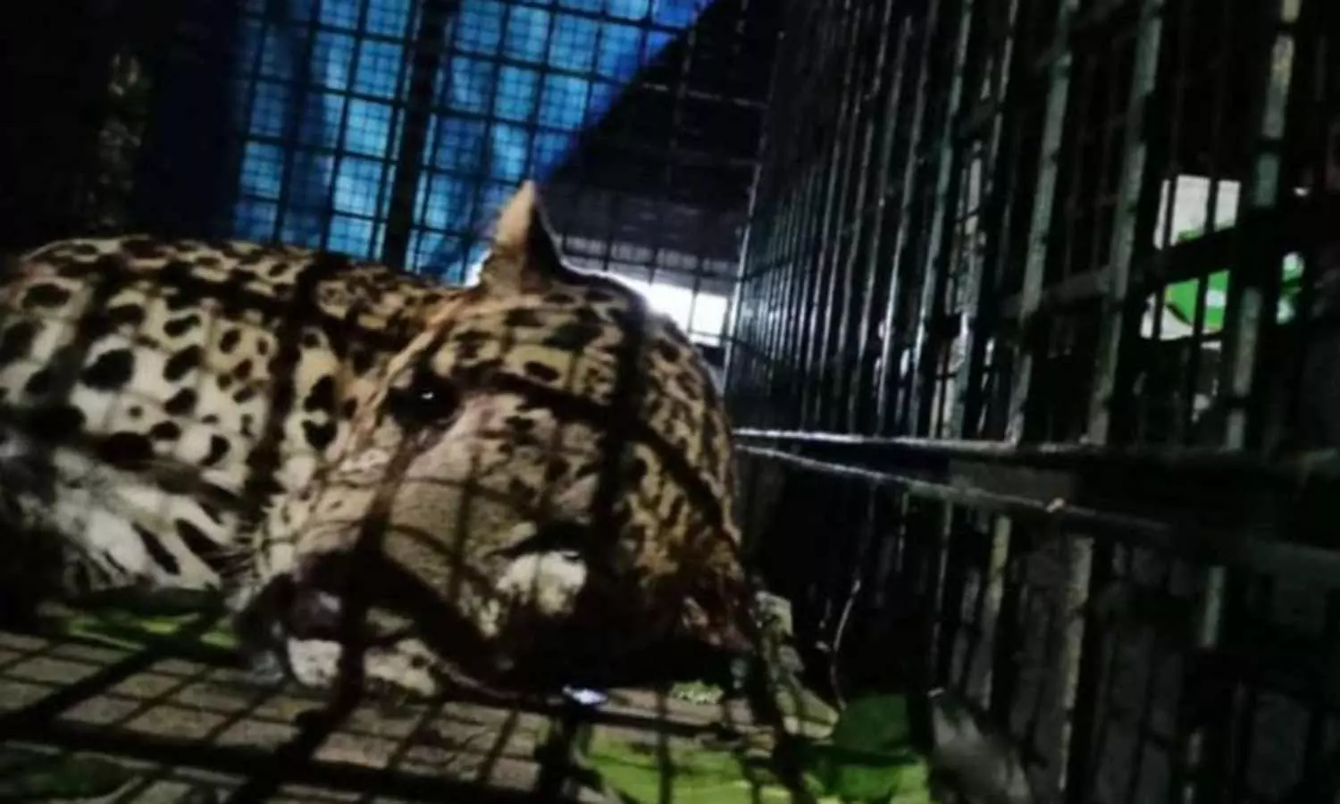 கோழிகள் அடைக்கப்பட்டிருந்த கூண்டுக்குள் தானாக வந்து சிக்கிய சிறுத்தைப்புலி