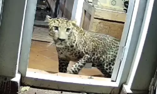 பட்டாசு சத்தத்திற்கு பயந்து பங்களா வீட்டில் பதுங்கிய சிறுத்தை... 6 பேரை கடித்து குதறியது