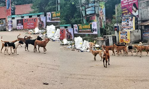 பொதுமக்களை அச்சுறுத்தும் வெறிநாய்கள்