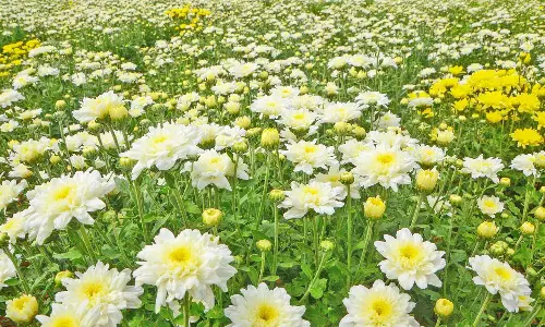 அணைகளுக்கு நீர்வரத்து அதிகரிப்பு: நெல்லை, தென்காசியில் விவசாய பணிகள் தீவிரம்