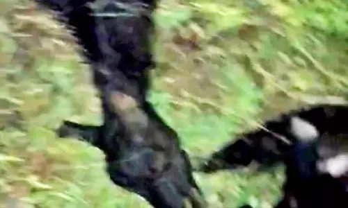 ராயக்கோட்டை அருகே 13 ஆடுகளின் கழுத்தை அறுத்து கொன்ற மர்மநபர்கள்: போலீசார் விசாரணை