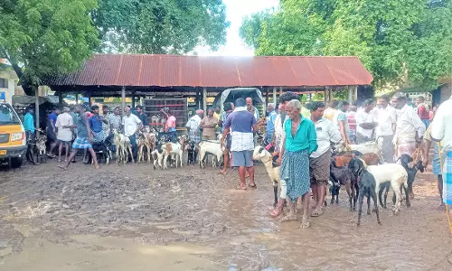 சேறும், சகதியுமாக காட்சியளிப்பதாக புகார் : அடிப்படை வசதிகள் இல்லாத புதியம்புத்தூர் ஆட்டுச்சந்தை