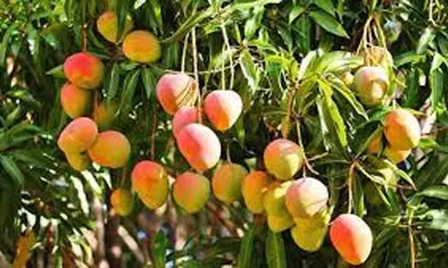 ஒரே ஏக்கரில் ஆண்டுக்கு ரூ. 3 லட்சம் வரை வருமானம்கொடுக்கும் சேலம் மாம்பழங்கள்