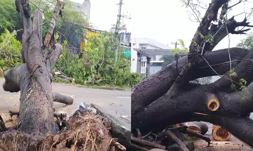 மாமல்லபுரத்தில் கனமழை வேரோடு சாய்ந்து விழுந்த காட்டு வாகை மரம்