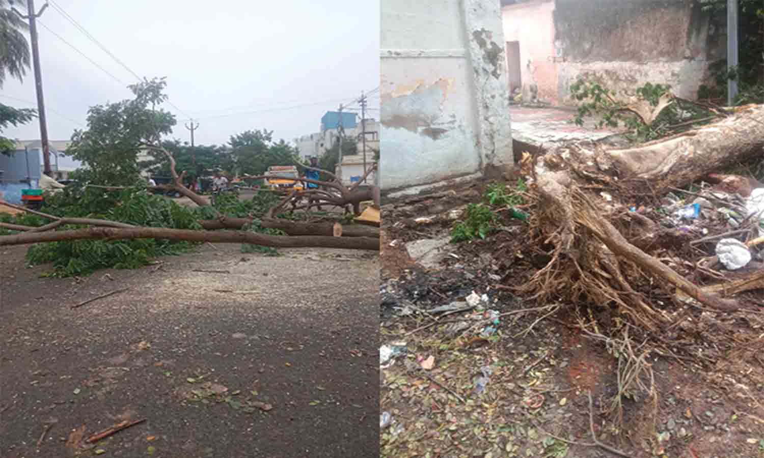 உடுமலையில் பலத்த மழை சாலையில் வேரோடு சாய்ந்த மரம் -  போக்குவரத்து பாதிப்பு