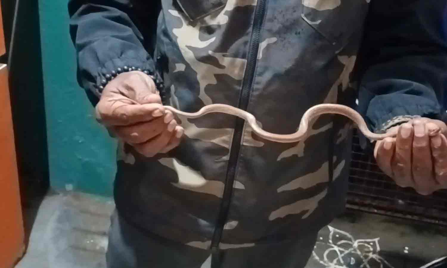 வீட்டின் இரும்பு கேட்டில் பதுங்கிய பாம்பு