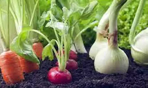 பாரம்பரிய காய்கறி சாகுபடி செய்யும் விவசாயிகளுக்கு விருது