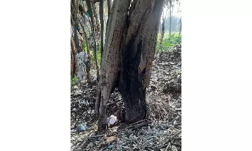 சின்னமனூா் அருகே மயானத்தை ஆக்கிரமிக்க மரத்துக்கு தீ வைக்கும் மர்ம நபர்கள்