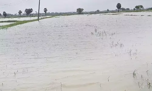 இடைவிடாமல் பெய்யும் கனமழை: நாகையில் 1 லட்சத்து 40 ஆயிரம் ஏக்கர் சம்பா நெற்பயிர் நீரில் மூழ்கியது