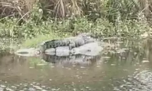 காரமடை அருகே குளத்தில் சுற்றித்திரியும் முதலை