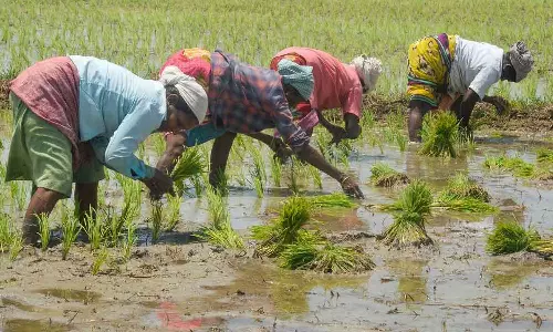 பருவமழையால் குளங்களுக்கு நீர்வரத்து அதிகரிப்பு: நெல்லை, தென்காசியில் நெல் நடவு பணிகள் தீவிரம்