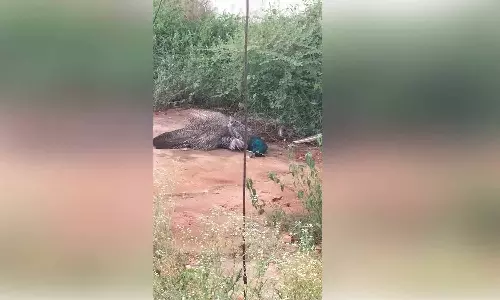 பல்லடம் அருேக பெண் மயில் பலி