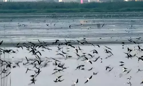 பள்ளிக்கரணை, பெரும்பாக்கம் ஏரிகளில் வெளிநாட்டு பறவைகள் வருகை அதிகரிப்பு