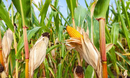 உடுமலை பகுதியில் மக்காச்சோளம் சாகுபடியை அதிகரிக்க அரசு நடவடிக்கை எடுக்க வேண்டும்