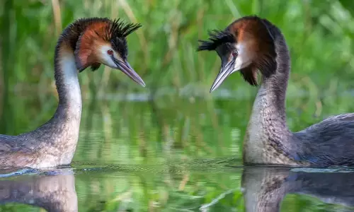 நூற்றாண்டின் பறவை எது தெரியுமா?