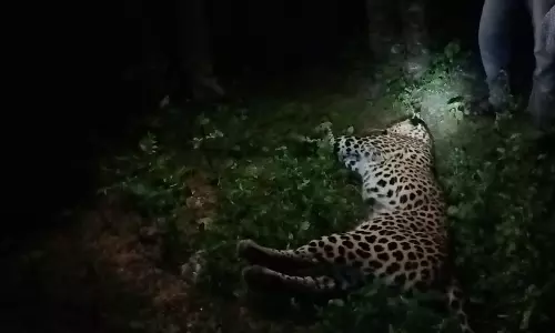 வாகனம் மோதி பெண் சிறுத்தை பலி