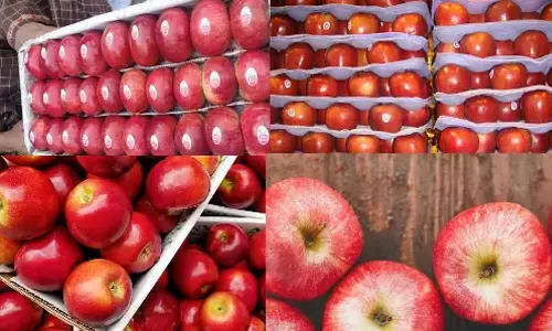 நீலகிரியில் விளையும் காலா ரக ஆப்பிள்கள்- தோட்டக்கலைத்துறை ஊக்குவிக்க வேண்டுகோள்