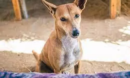 உயிரிழந்த தொழிலாளி உடல் அருகே காவல் காத்த வளர்ப்பு நாய்