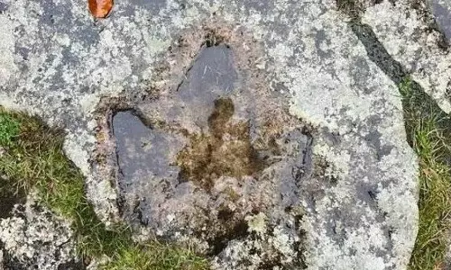 140 மில்லியன் வருட டைனோசரின் கால் தடம், இங்கிலாந்தில் கண்டுபிடிப்பு