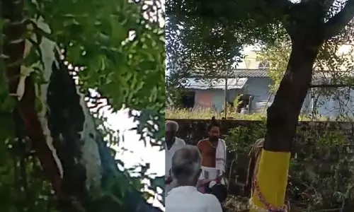 பவானிசாகர் அருகே வேப்பமரத்தில் பால் வடியும் அதிசயம்: கிராம மக்கள் திரண்டு வந்து வழிபாடு