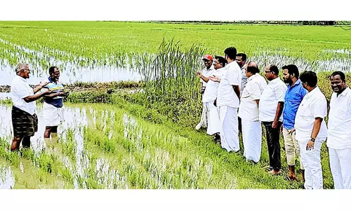 நீர்வழிதட ஆக்கிரமிப்புகளால் விளை நிலங்களில் மழைநீர் தேக்கம்