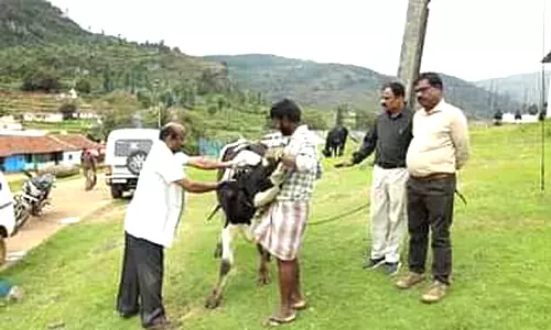 ஊட்டி அடுத்த கோக்கால் பகுதியில் இலவச கால்நடை மருத்துவ முகாம்