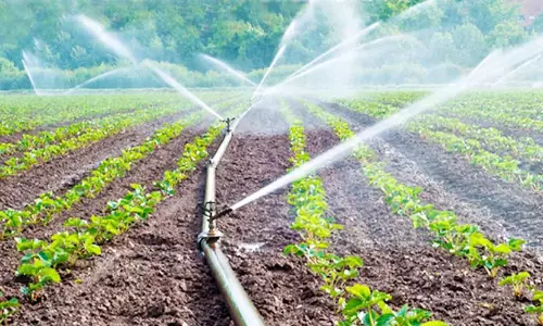 வடகிழக்கு பருவமழை காலத்தில் தோட்டக்கலை பயிரை பாதுகாப்பது எப்படி? மாவட்ட நிர்வாகம் விளக்கம்