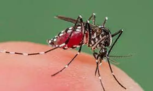 டெங்கு, வைரஸ் காய்ச்சலால் பாதிப்பு: கோவை அரசு ஆஸ்பத்திரியில் 30 பேருக்கு சிகிச்சை