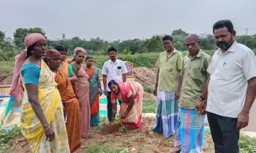 கடையம் அருகே 100 பனை விதைகள் விதைப்பு