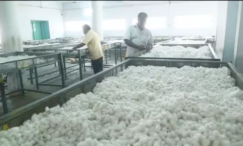 தருமபுரி ஏல அங்காடியில்  பட்டுக்கூடுகள் ரூ.16.58 லட்சத்திற்கு ஏலம்