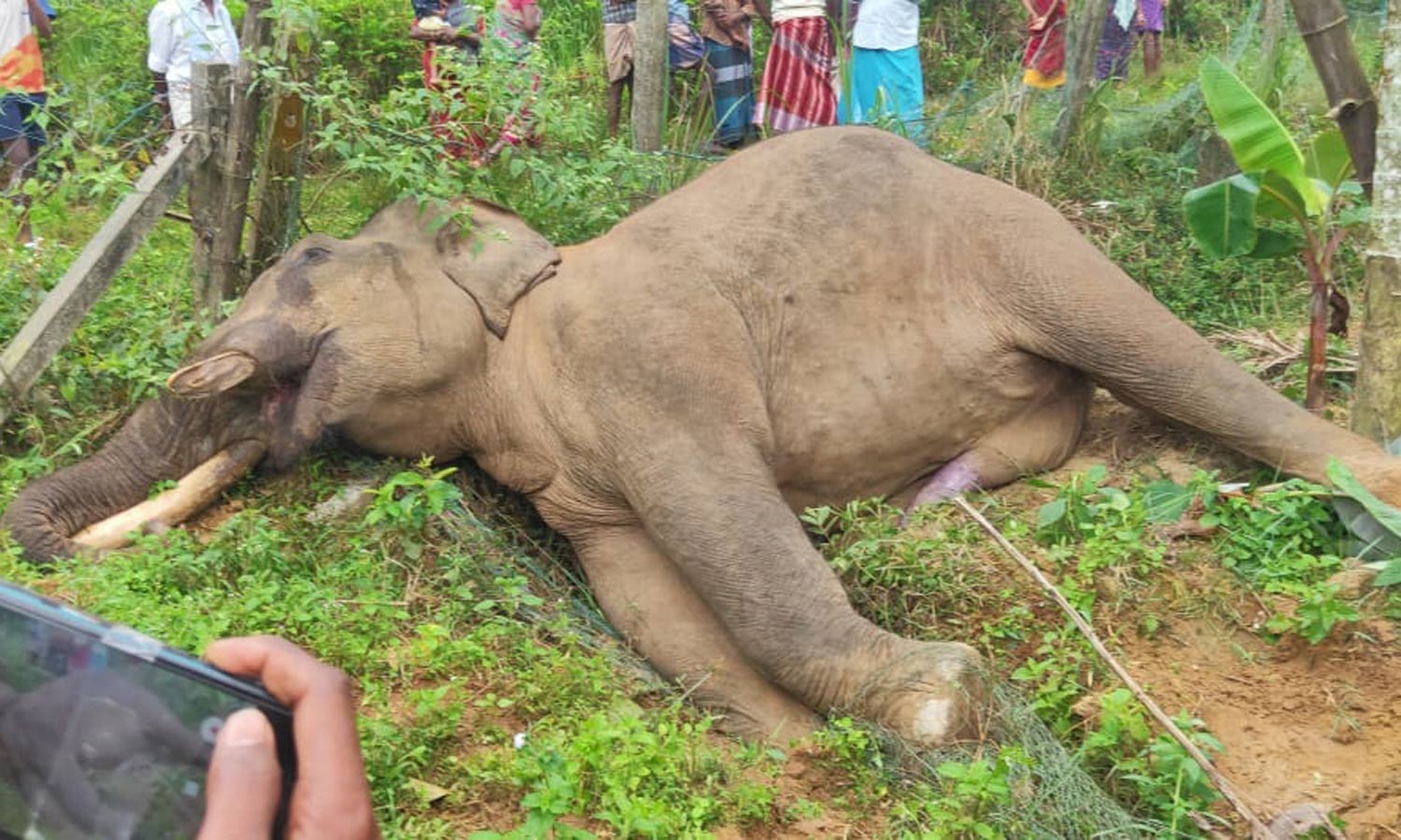 கூடலூர் அருகே மின்சாரம் தாக்கி காட்டு யானை உயிரிழப்பு